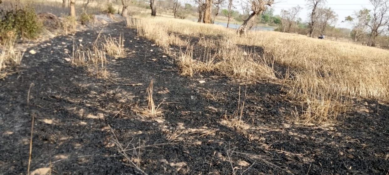 Wheat crop burnt due to fire