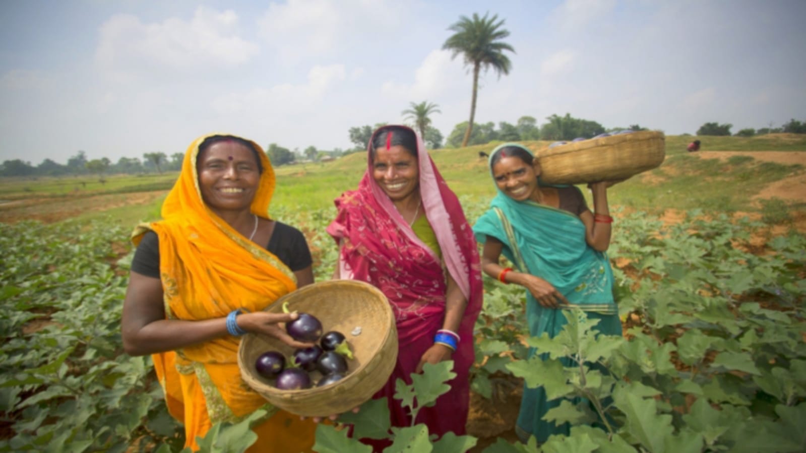 Business Ideas you can earn lakhs of rupees through Brinjal farming