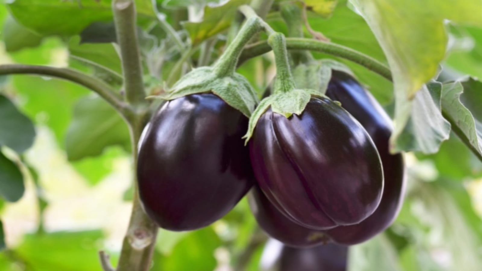 Business Ideas you can earn lakhs of rupees through Brinjal farming