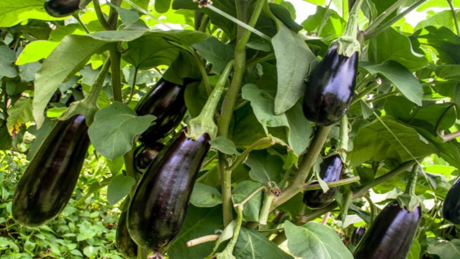 Business Ideas you can earn lakhs of rupees through Brinjal farming