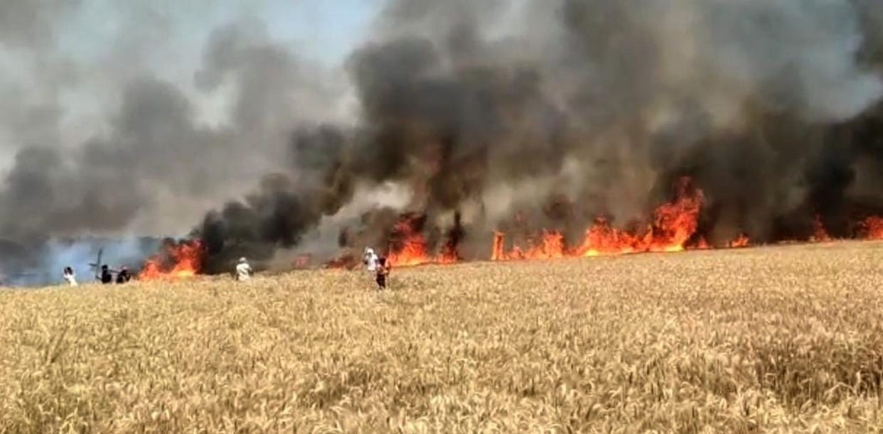 One hundred and fifty bighas of wheat crop ashes from the fire