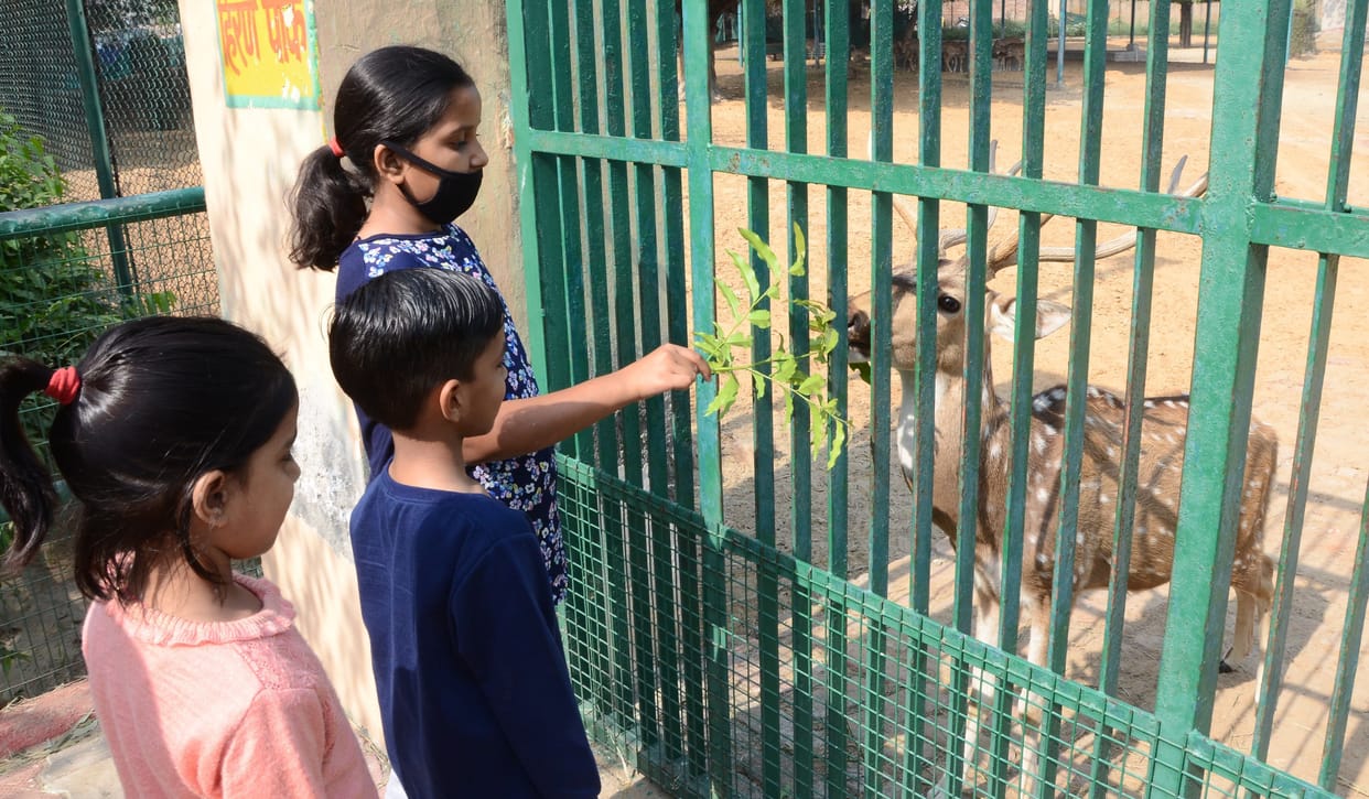 Zoo opened after two and a half months, children were excited to see Lion Shiva