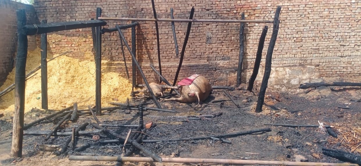 Fire in the cattle yard in Kumharia, three animals were burnt to death, four were scorched