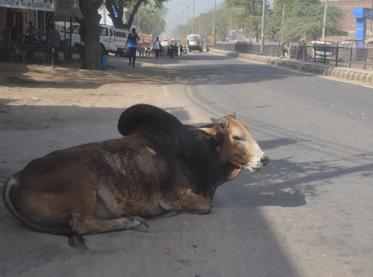 Campaign in cold storage, twice as many cows on the roads as Nandishala