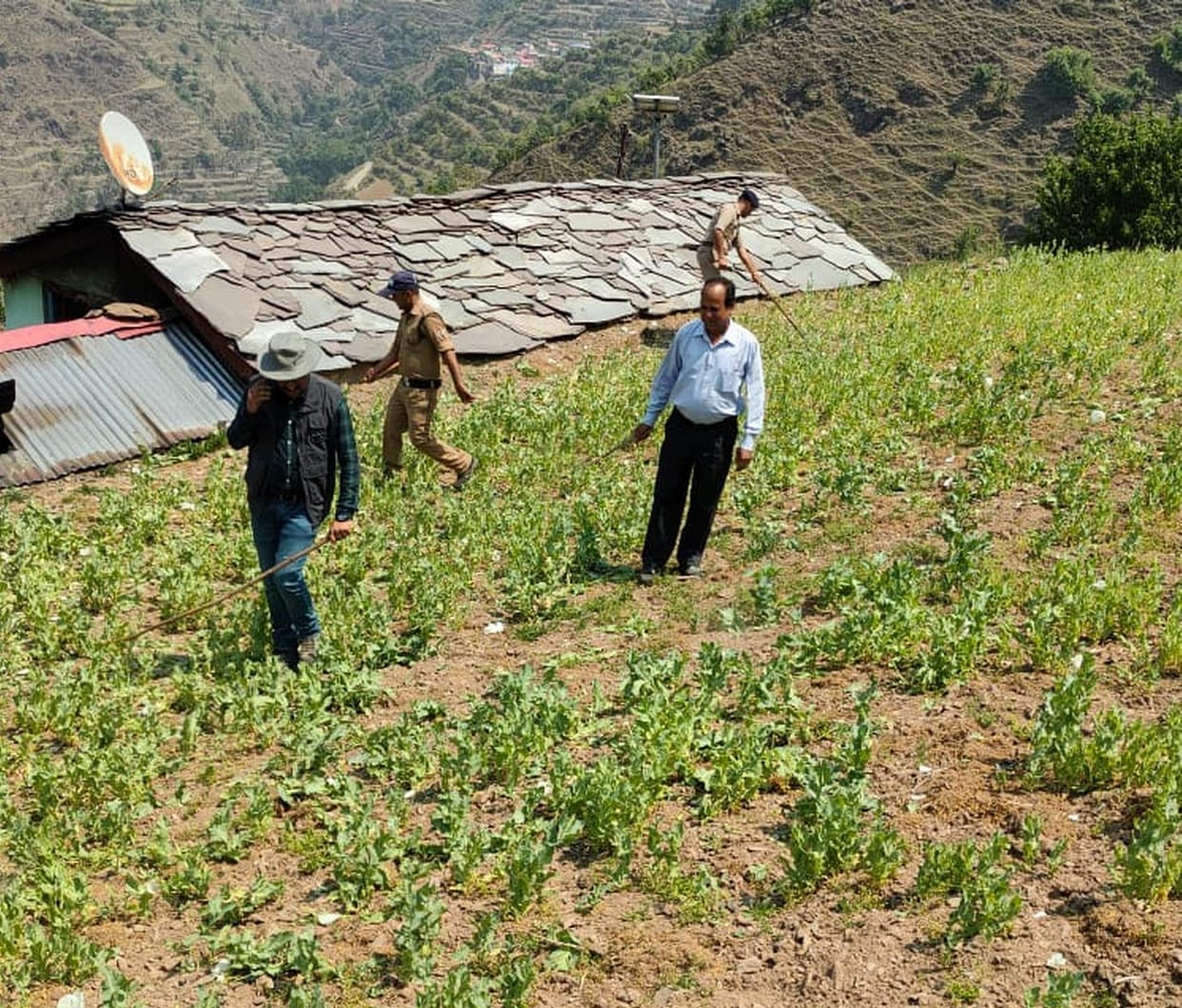 Revenue, forest department and police team destroyed opium cultivation