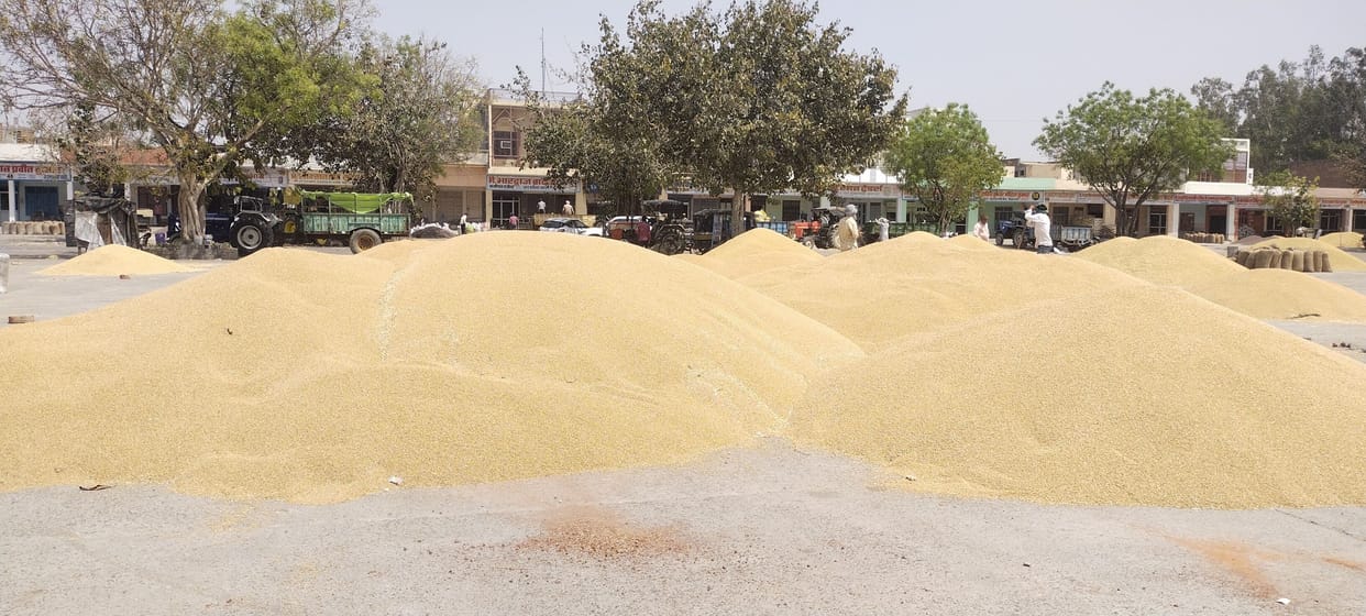 22099 MT wheat procured in 35 mandis of the district