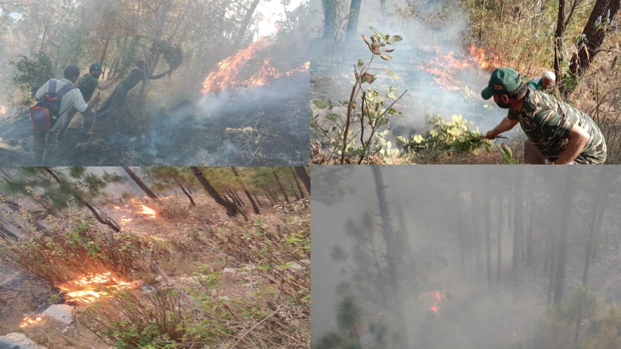 fire in forests of Uttarakhand, Damage to forest wealth, See photos