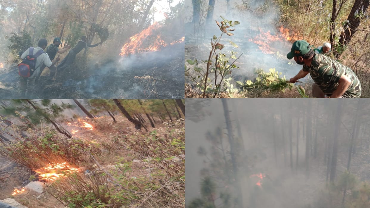 fire in forests of Uttarakhand, Damage to forest wealth, See photos