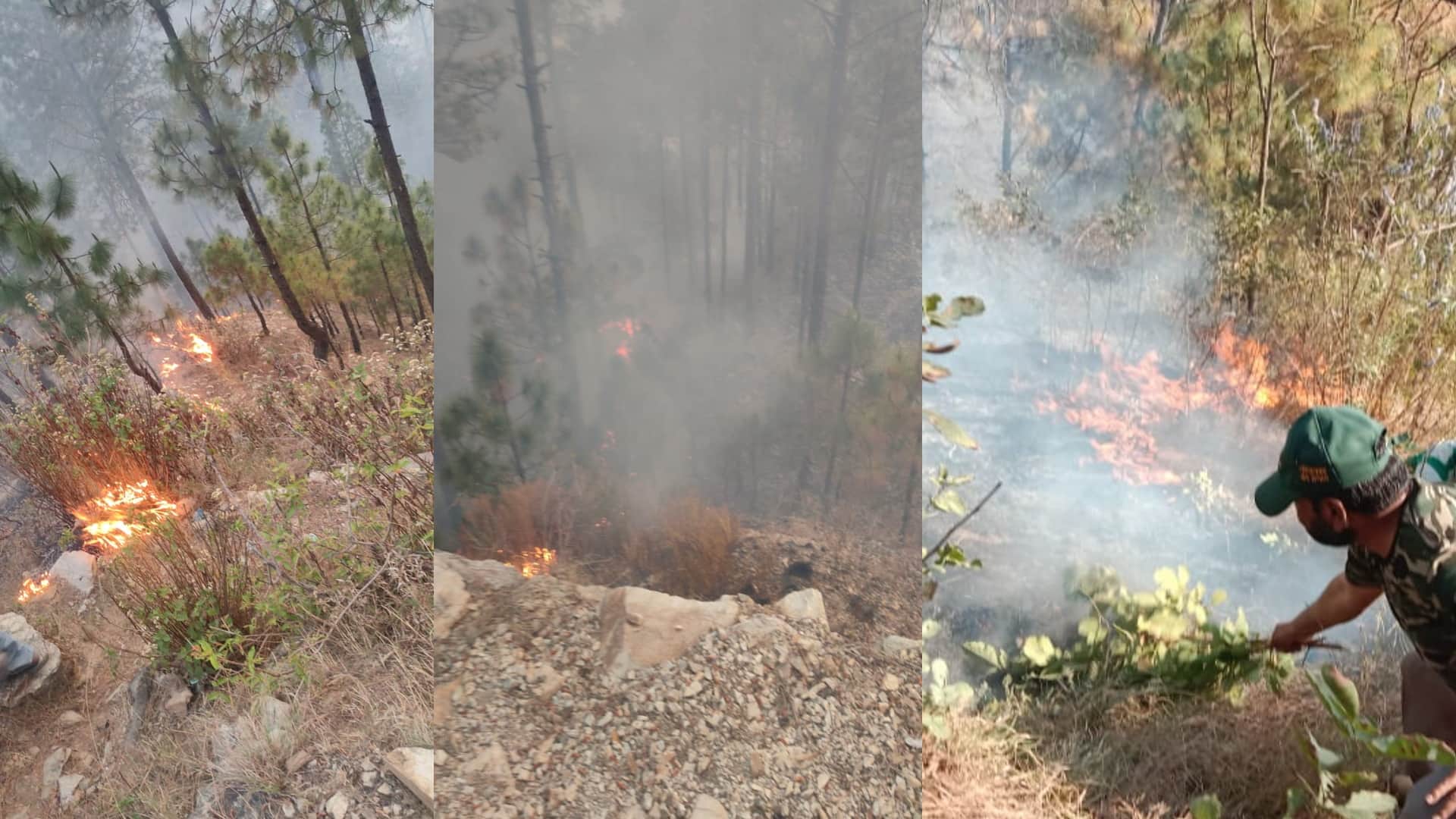fire in forests of Uttarakhand, Damage to forest wealth, See photos