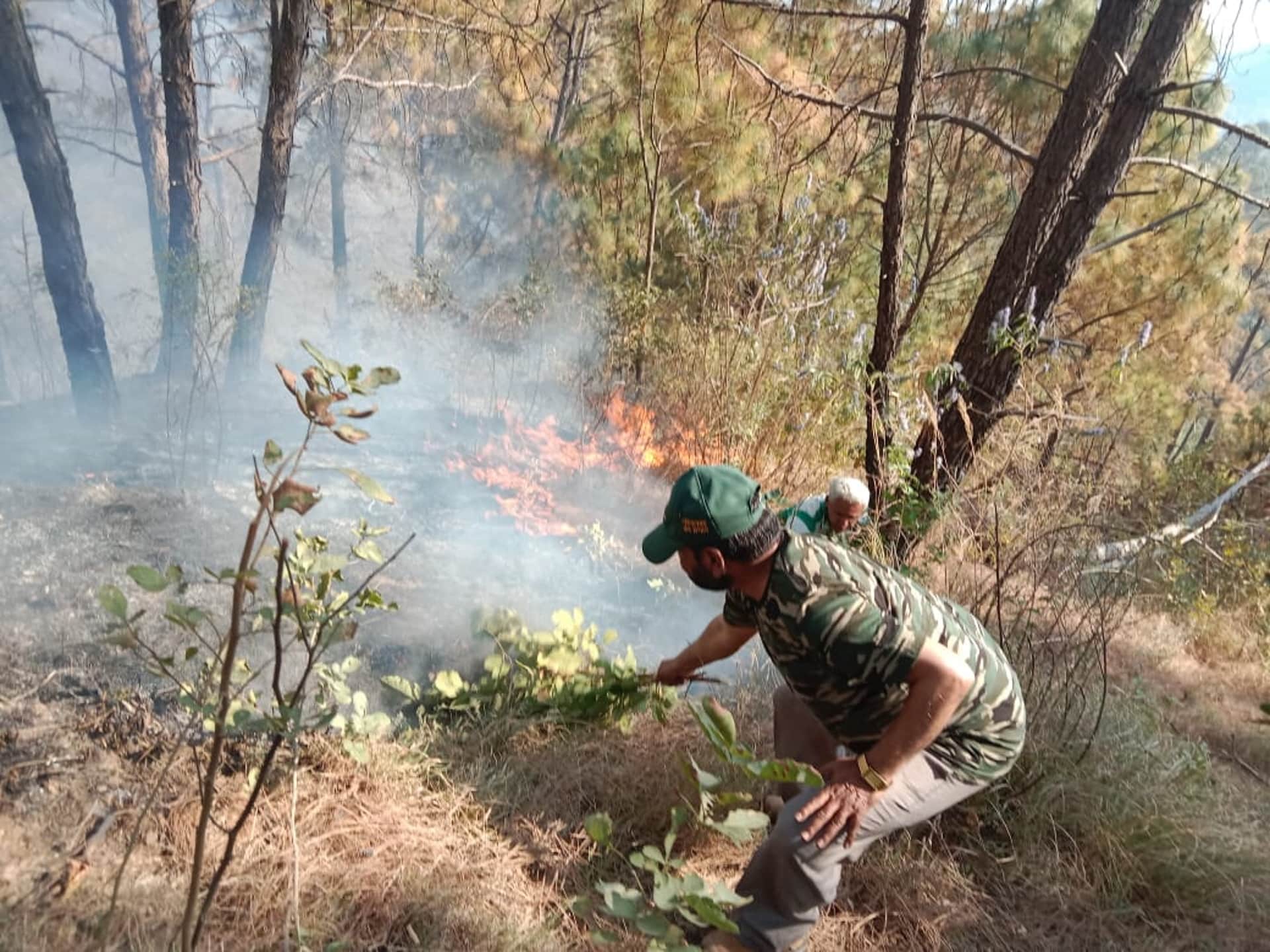 fire in forests of Uttarakhand, Damage to forest wealth, See photos