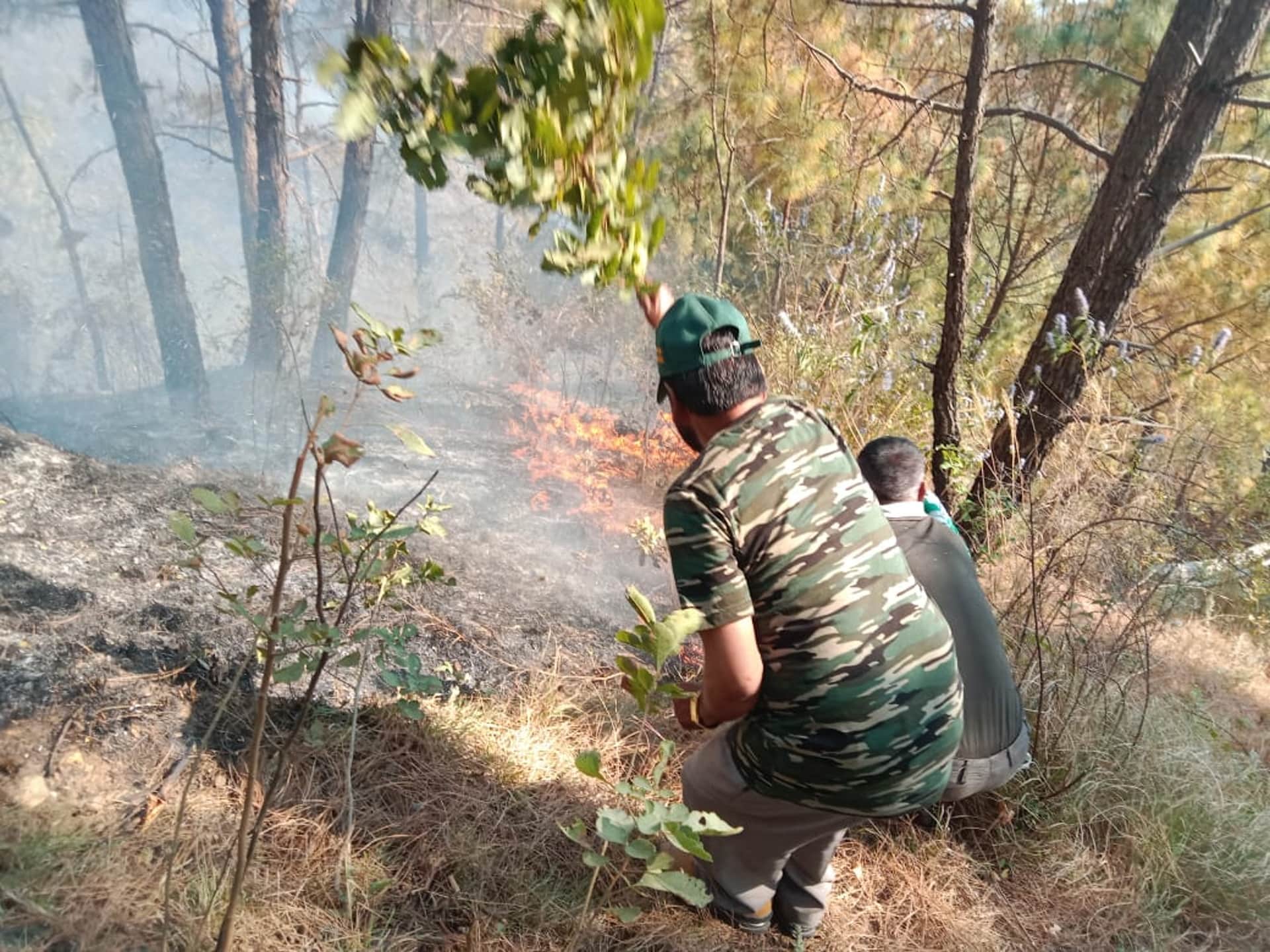 fire in forests of Uttarakhand, Damage to forest wealth, See photos