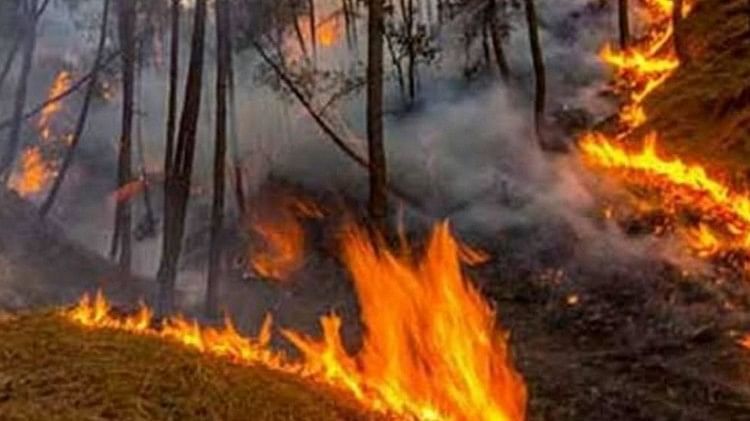 Another Word For Forest Fire In Hindi