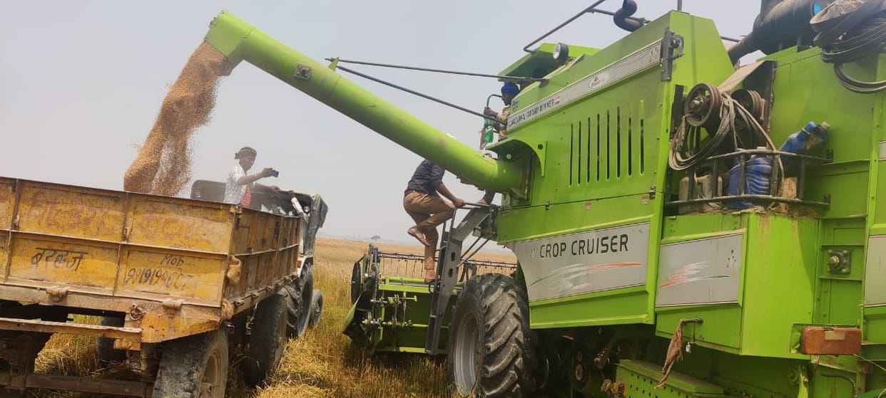 Crop harvested from government land occupied by land mafia