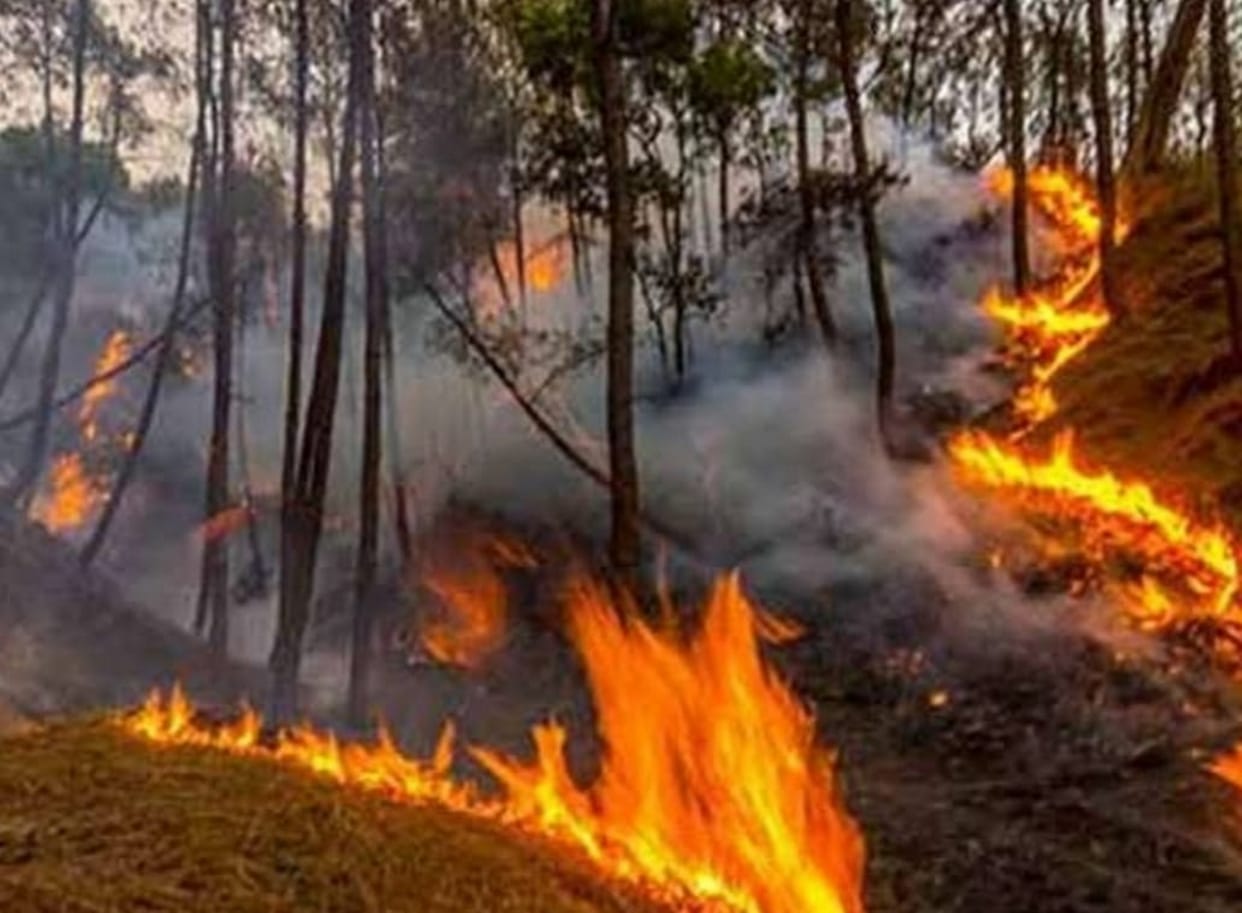 Burning forest in uttarakhand, Fire at 45 places in 24 hours