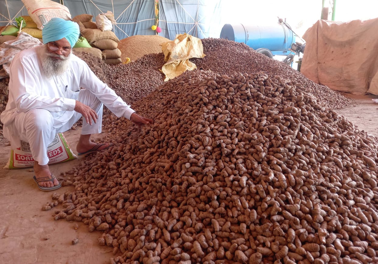 Farmer Jasveer is earning 'Profit' by cultivating organic turmeric