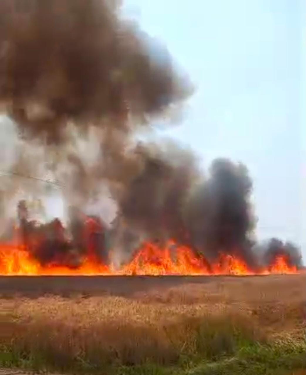 Fire in the field, two acres of standing wheat crop burnt