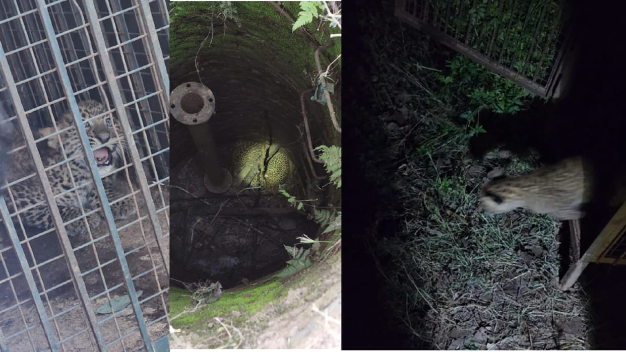 Navratri 2022: Forest department officials rescued two leopard children from well and were also successful in reuniting them with their mother