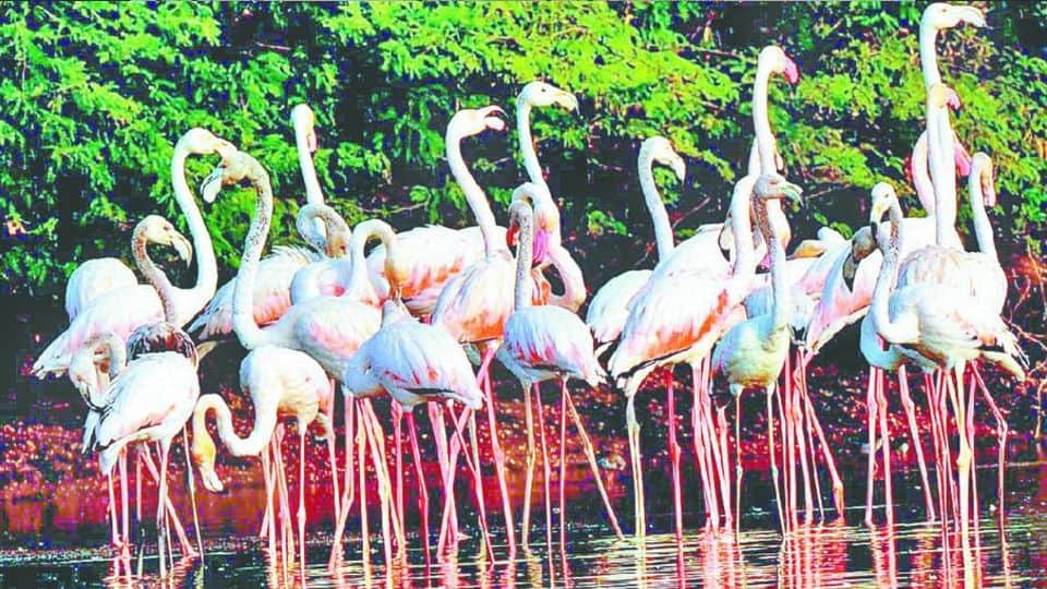 Recommendation to declare Soor Sarovar Bird Sanctuary in 800 hectares in Agra