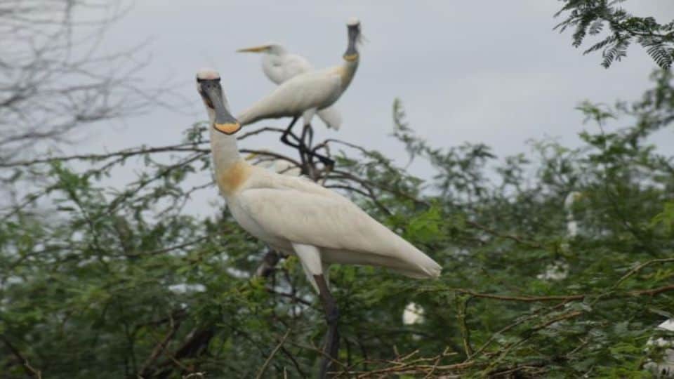 Recommendation to declare Soor Sarovar Bird Sanctuary in 800 hectares in Agra