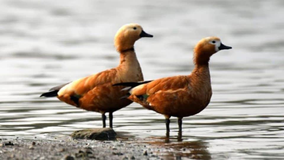 Recommendation to declare Soor Sarovar Bird Sanctuary in 800 hectares in Agra