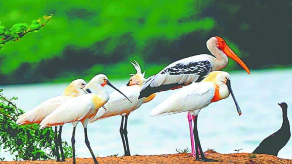 Recommendation to declare Soor Sarovar Bird Sanctuary in 800 hectares in Agra