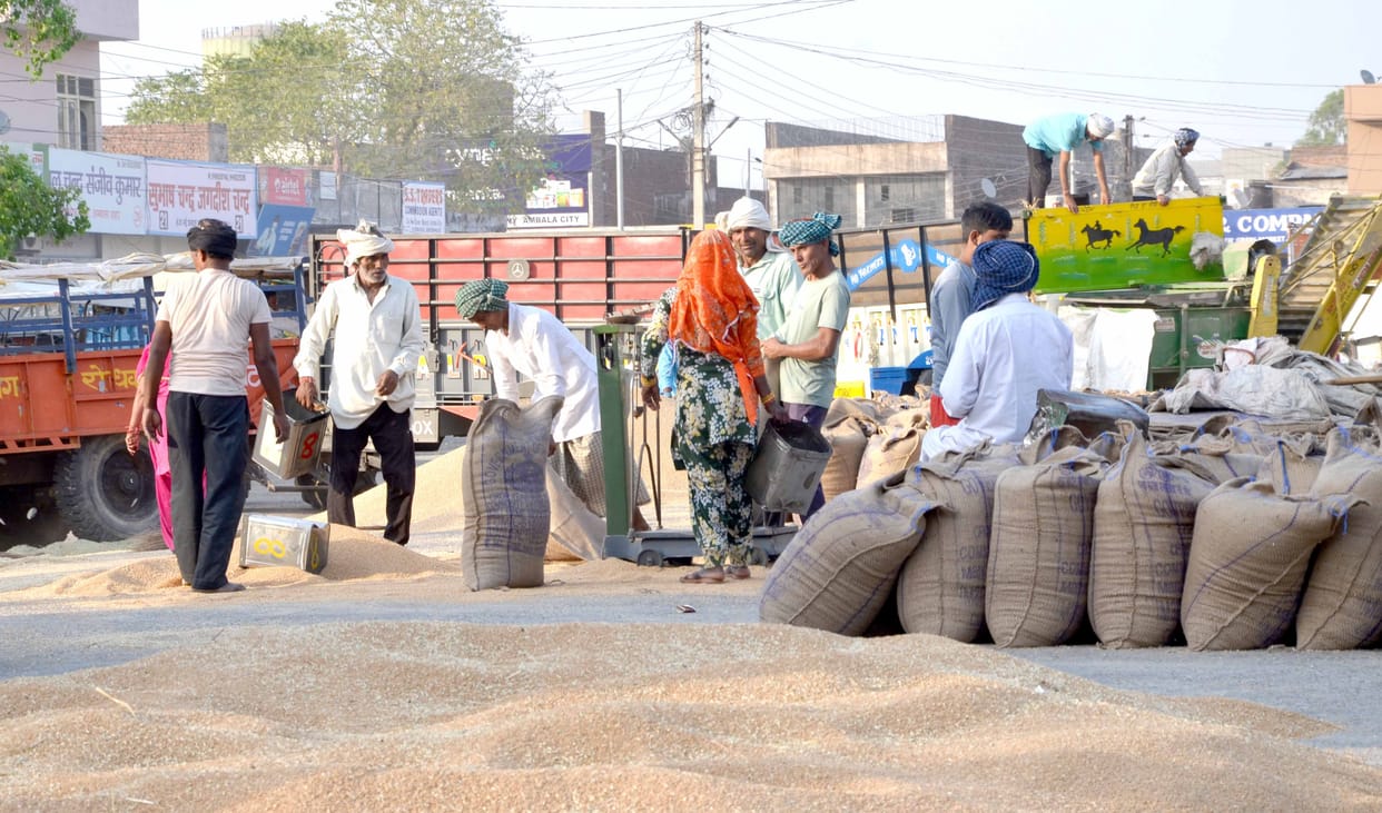 Wheat procurement done in 6 out of 15 mandis, 50 percent of the total wheat lifted