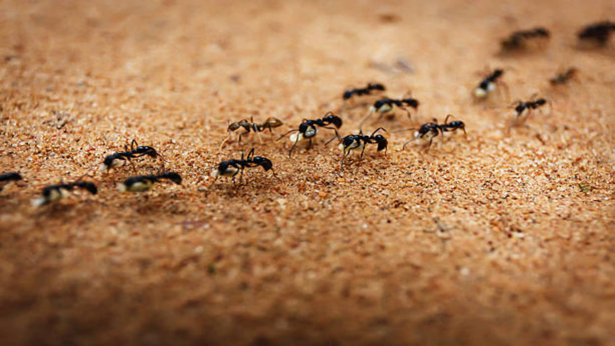 Astrology: Spiritual Meaning of Black Ants Coming from the House Know Good and Bad Signs