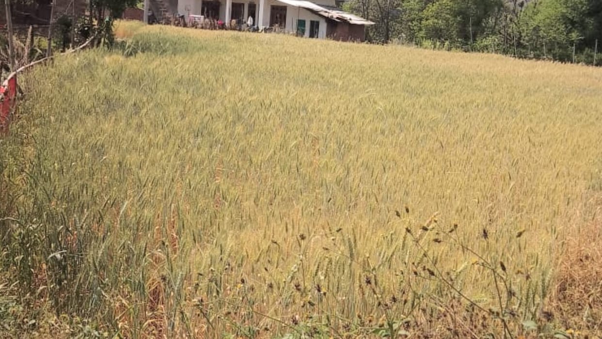 Himachal News: Wheat crop damaged due to no rain since last two months