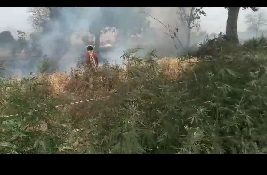 Hathras: Three bighas of wheat crop ashes due to electric spark