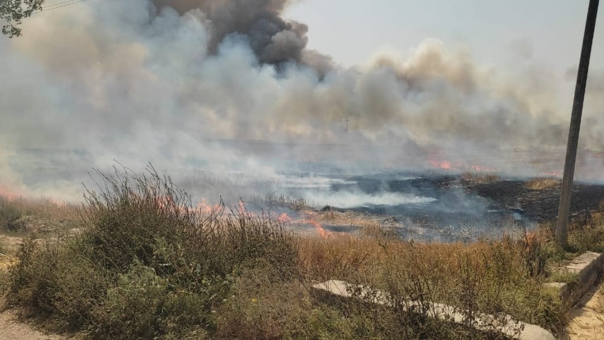 150 acres of wheat crop burnt due to fire in the field of Kalvan village of Jind