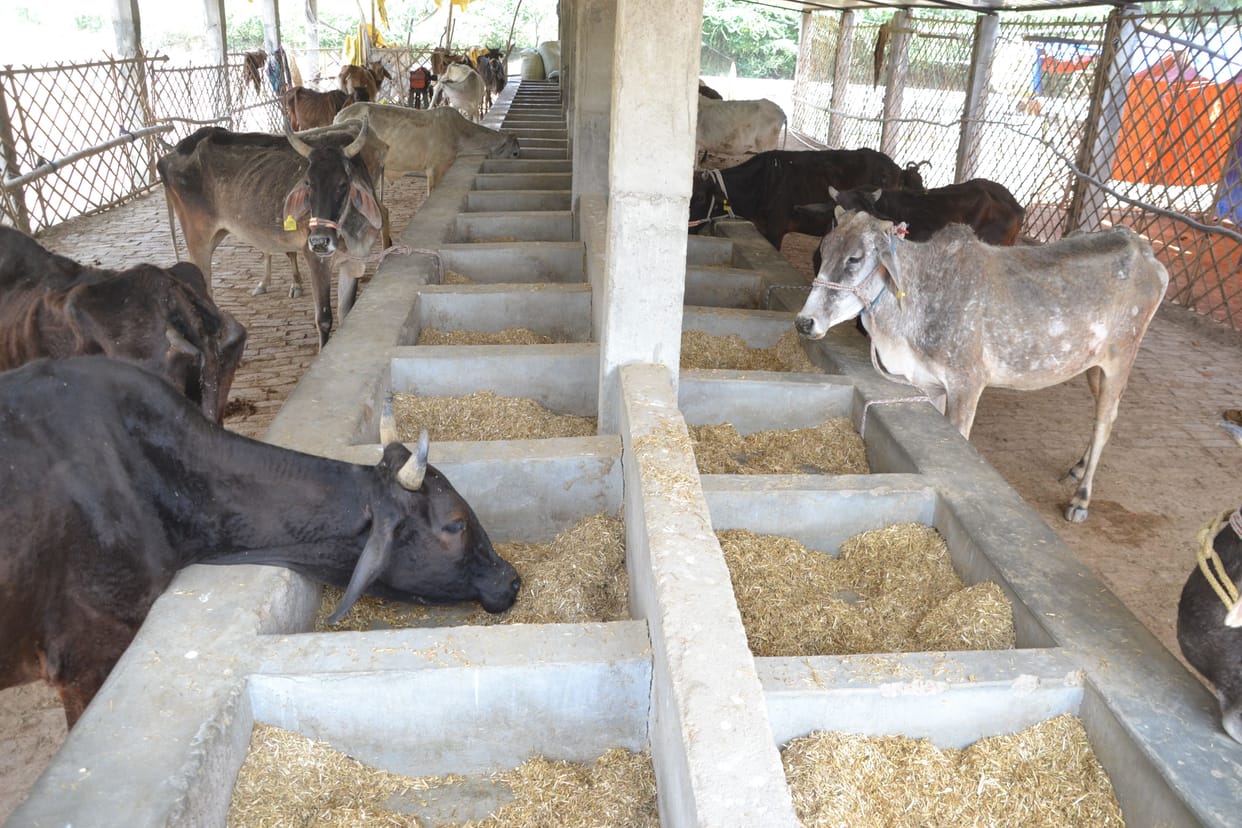 Kanpur dehat : Two cattle died, many sick in Kharakpur and Silhoula cow shelters