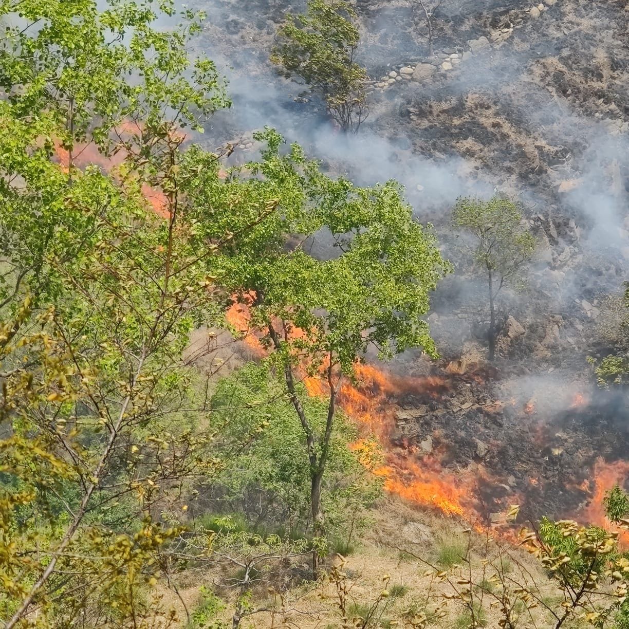 forest fire case in nither area