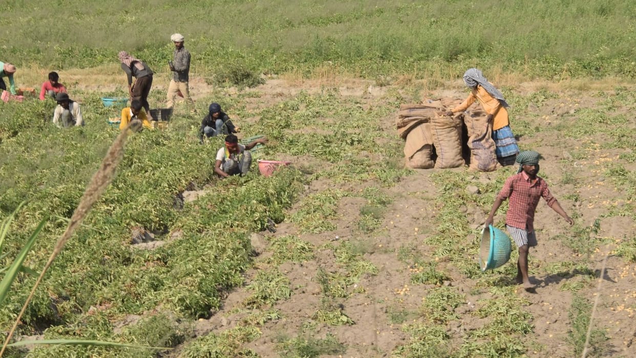 Potato harvesting in una himachal pradesh production reduced this year due to no rain since two months