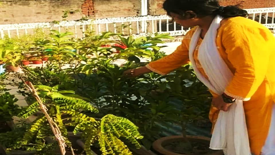 Agra Women growing fresh organic vegetables on rooftop vegetable garden