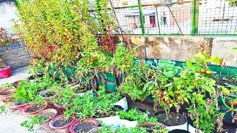 Agra Women growing fresh organic vegetables on rooftop vegetable garden