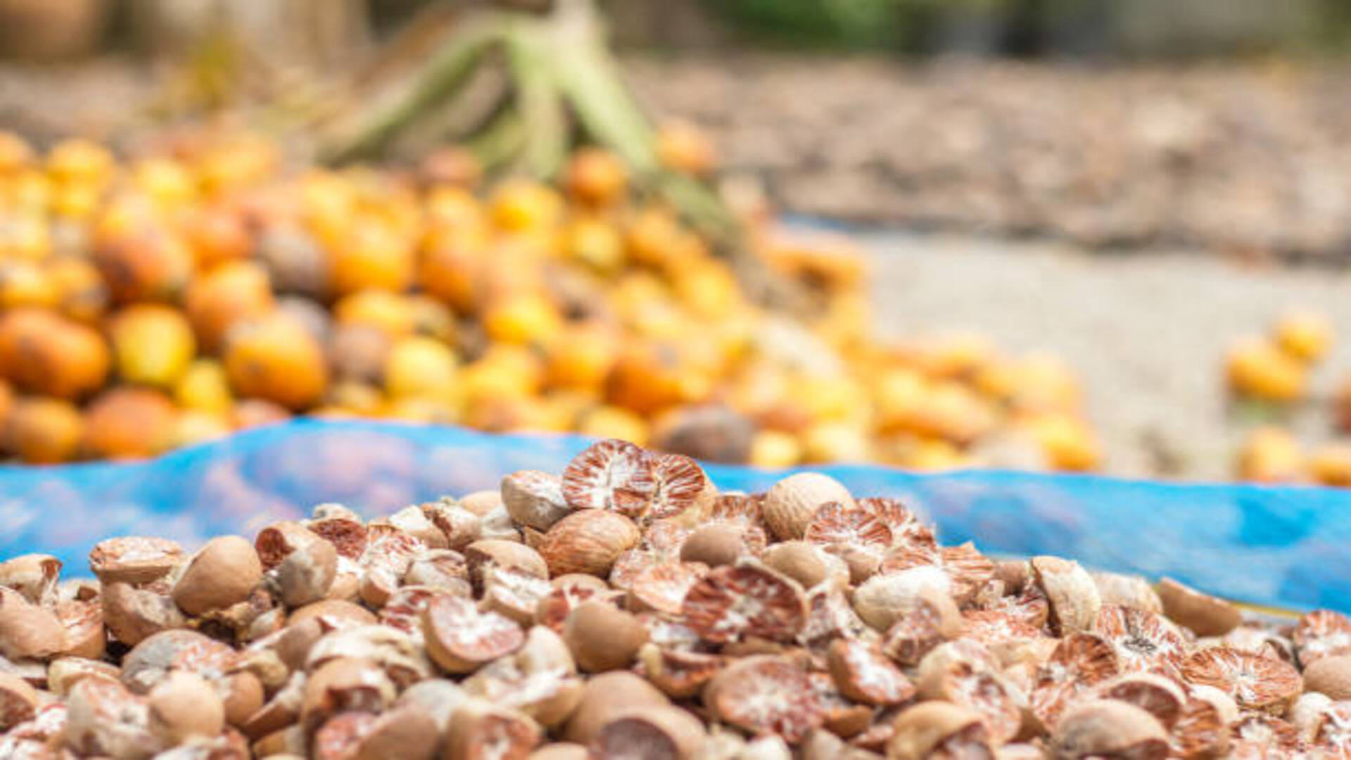 supari ke totke betel nut remedies for wealth in hindi