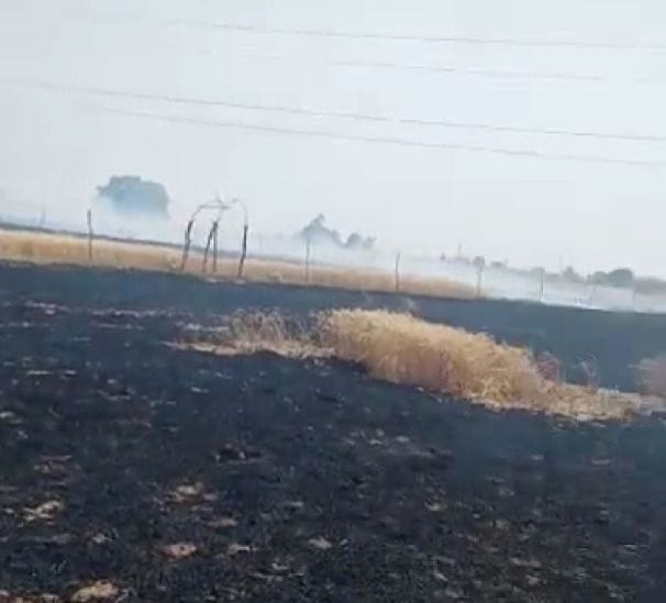 The spark emanated from the electric wire, 40 bighas of wheat crop burnt