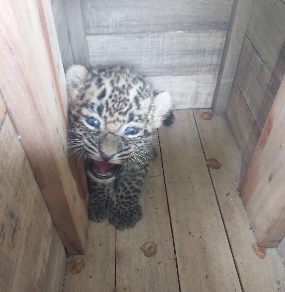 State's first Leopard Baby Care Nursery to be built in Chidiyapur