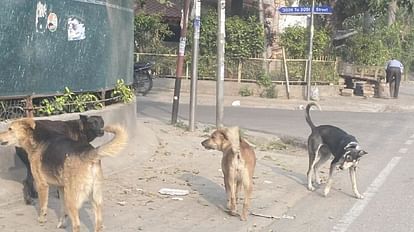 विद्युत अधिकारियों के छूटे पसीने: बिजली चोरी पकड़ने गई थी टीम, पहले हुई पिटाई; फिर पीछे छोड़ दिए कुत्ते team went to catch electricity theft first got beaten up then left the dogs behind