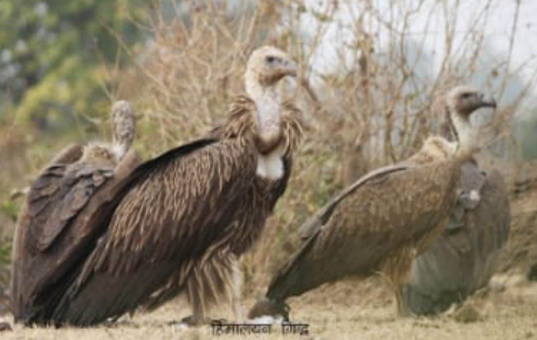Before the heat, the migrant vultures said bye-bye to Bundelkhand