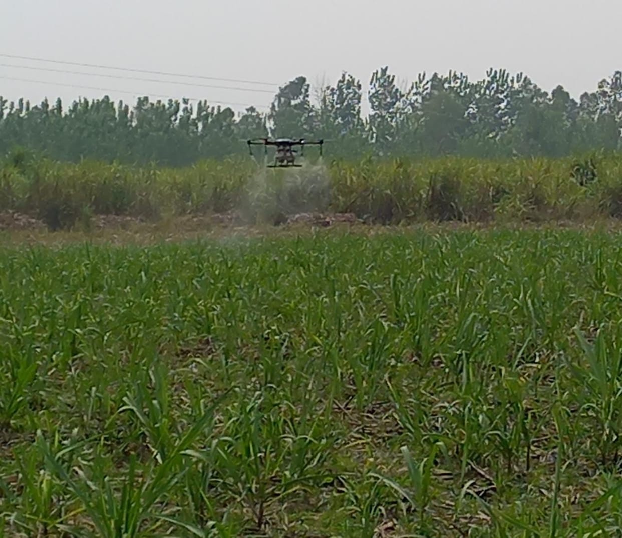 Spraying of urea in sugarcane field by drone