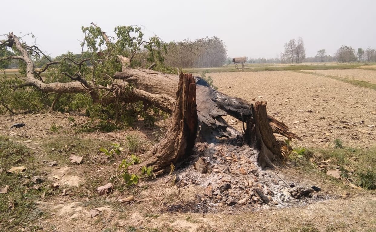 forest,fire