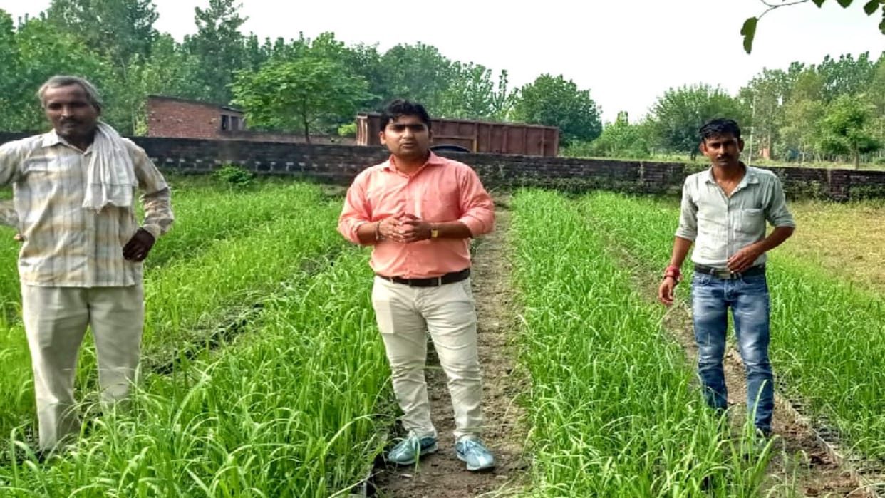 Preparations to replace Kosha 0238 with new species in Saharanpur, sugarcane seeds will be made available to farmers soon