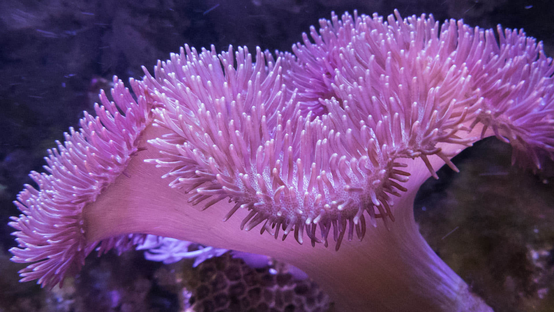 Strange Genetic Link Humans Hearing Power Got From This Sea Animal know In Hindi