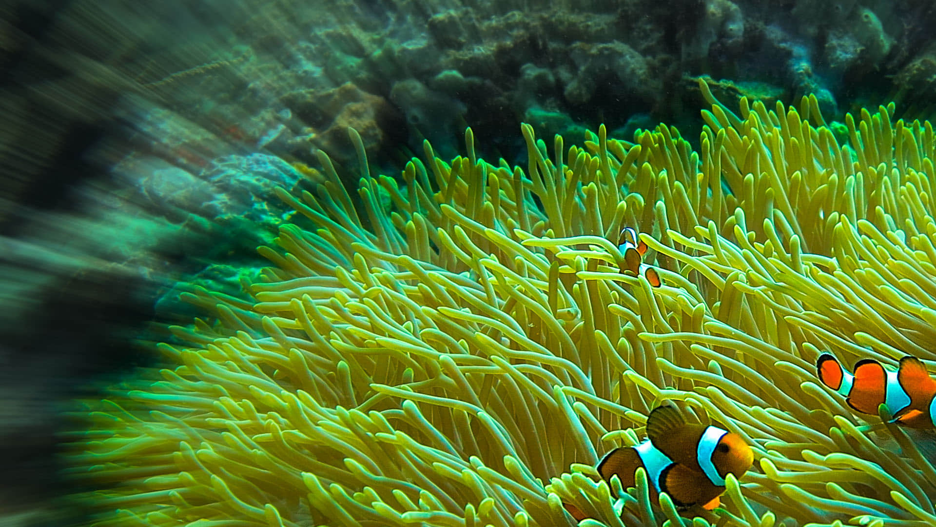 Oldest Heart: Scientists found world's oldest heart, know about the 380 million year old fossil