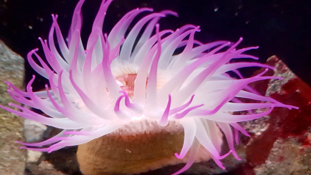 Strange Genetic Link Humans Hearing Power Got From This Sea Animal know In Hindi