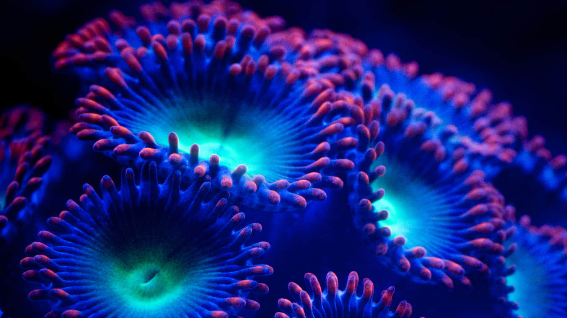 Strange Genetic Link Humans Hearing Power Got From This Sea Animal know In Hindi