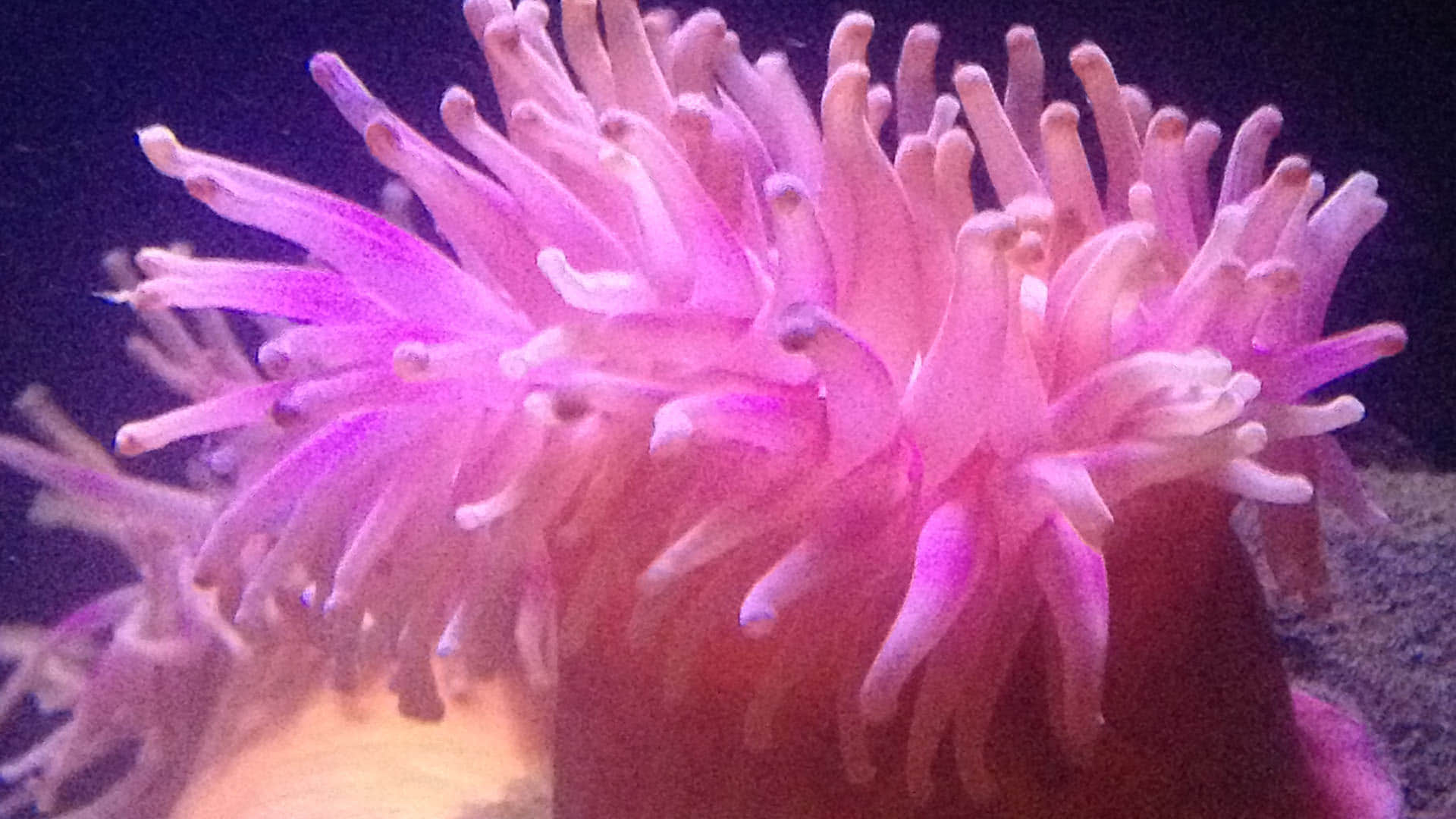 Strange Genetic Link Humans Hearing Power Got From This Sea Animal know In Hindi