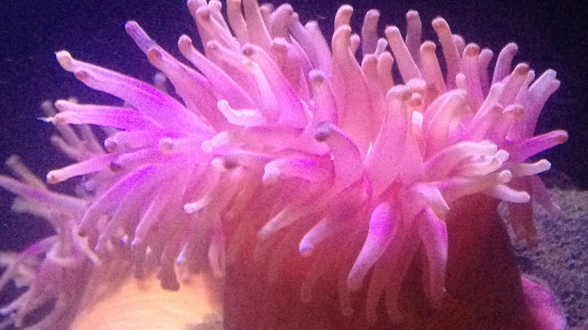 Strange Genetic Link Humans Hearing Power Got From This Sea Animal know In Hindi