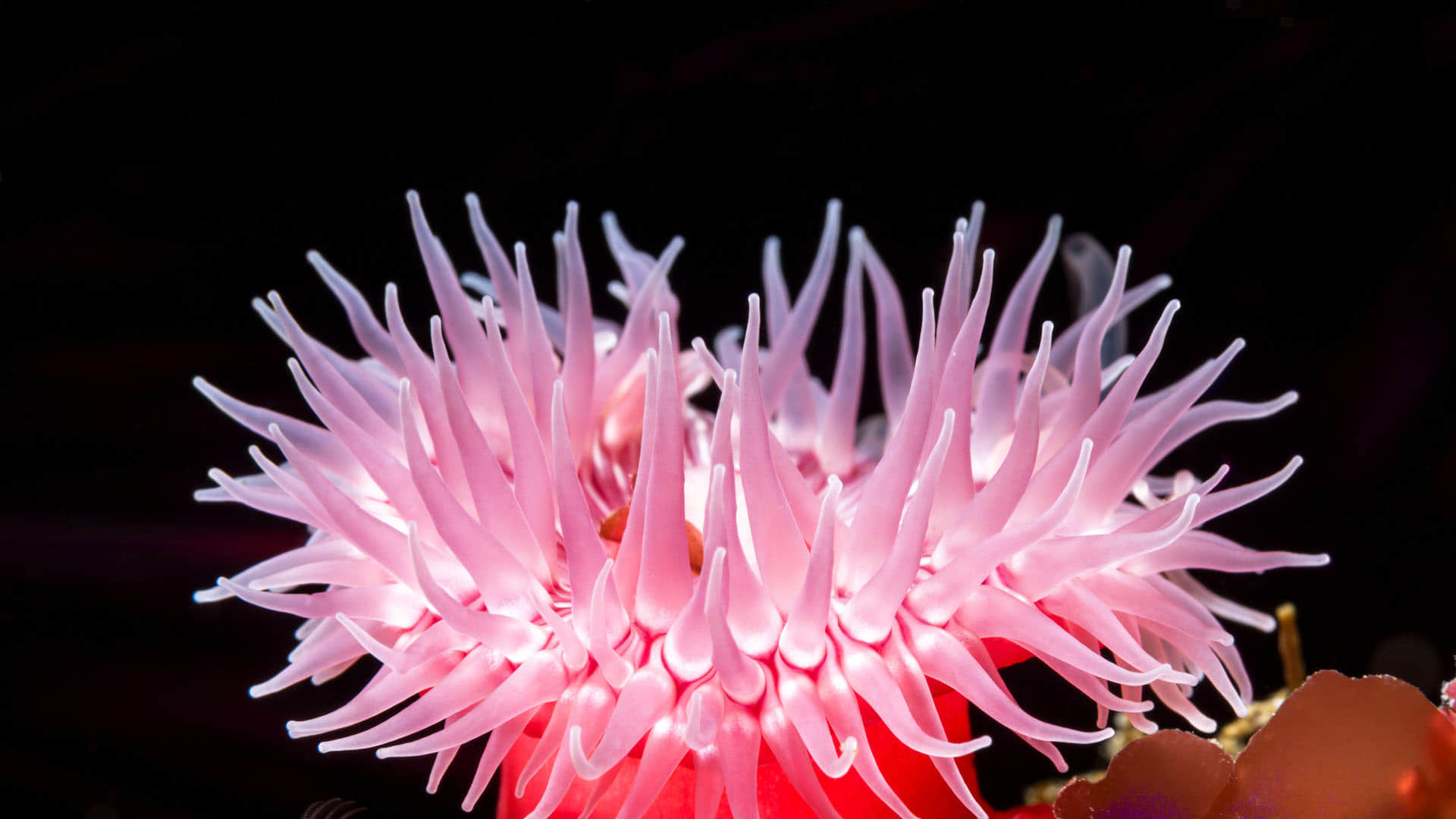 Strange Genetic Link Humans Hearing Power Got From This Sea Animal know In Hindi